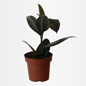 ficus elastica abidjan - c12